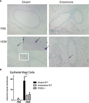 PDE3 Inhibition Reduces Epithelial Mast Cell Numbers in Allergic Airway Inflammation and Attenuates Degranulation of Basophils and Mast Cells